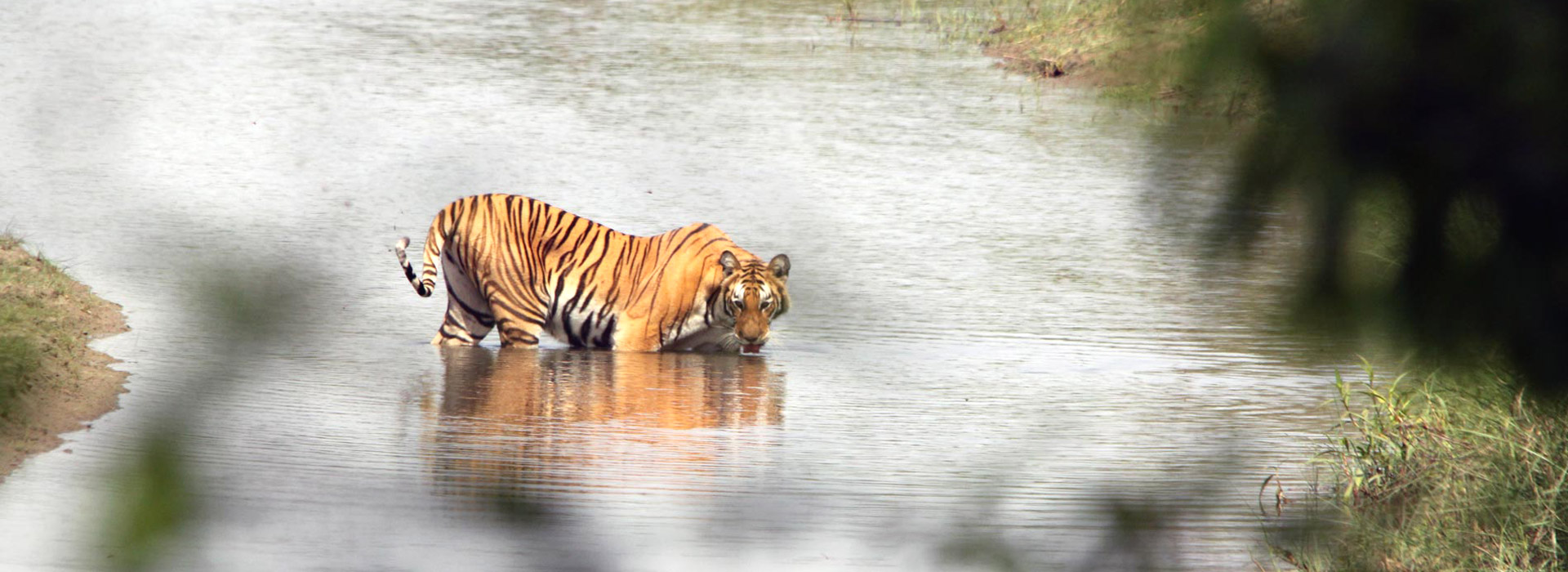 Royal Bengal Tiger - Bardia Jungle Safari