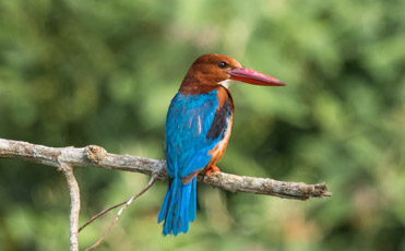 Luxury Chitwan Wildlife Safari