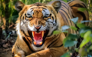 Chitwan Wildlife Safari - Royal Bengal Tiger
