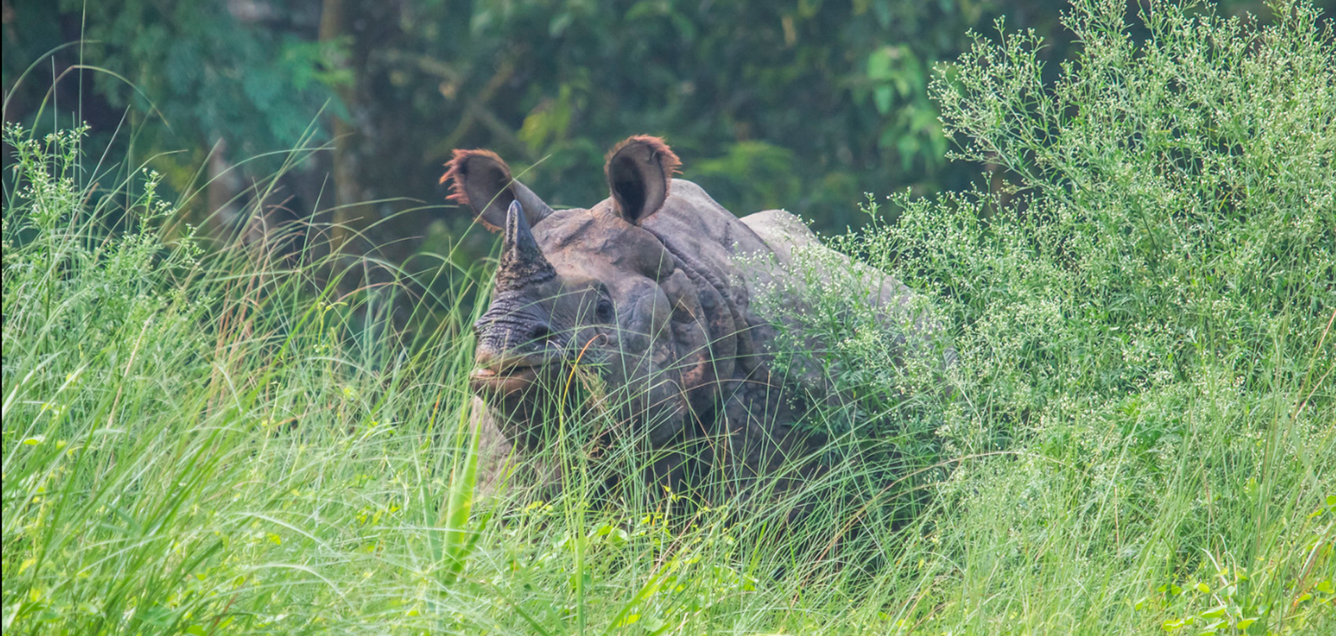 One Horned Rhino Chitwan Jungle Safari