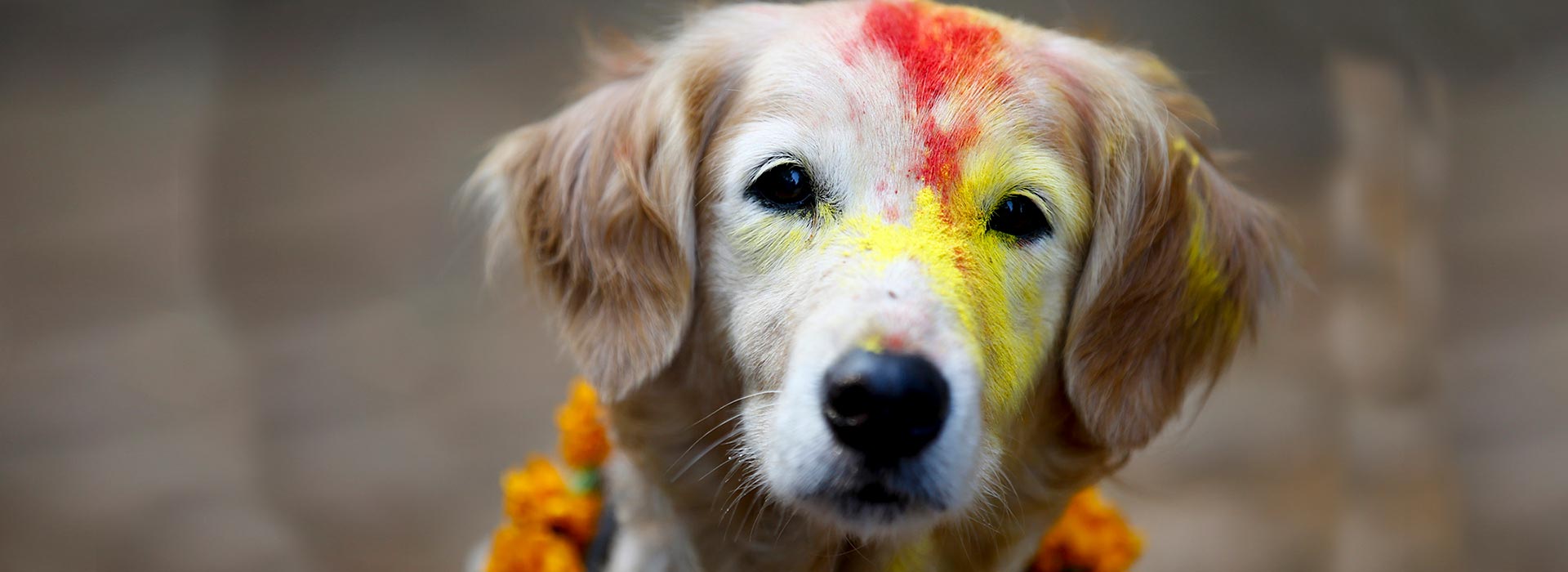 Tihar Festival - Worshiping the dogs