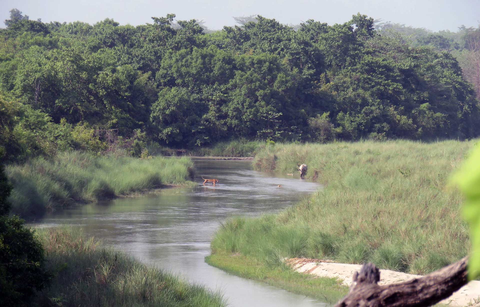 Bardia-Jungle-Safari---Royan Bengal Tiger-and-Rhino---Jan-Van