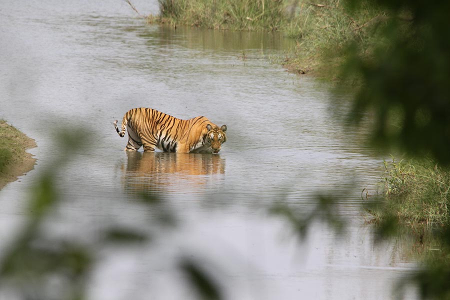 Jungle Safari in Nepal : Bardia and Chitwan National Parks